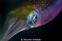 Squid in the dark by Eduardo Arribada 